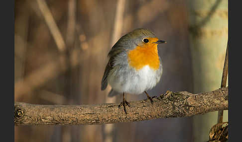 Rotkehlchen (Erithacus rubecula)