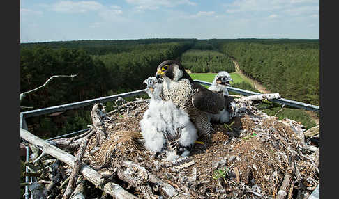 Wanderfalke (Falco peregrinus)