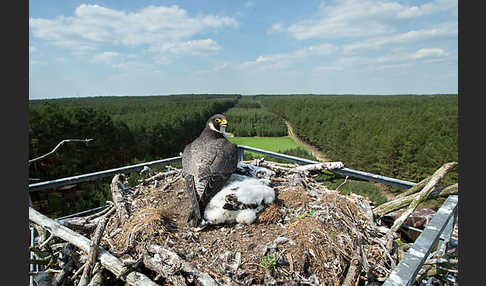 Wanderfalke (Falco peregrinus)