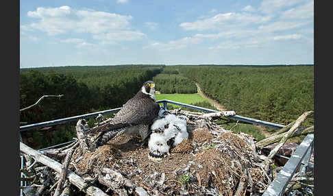 Wanderfalke (Falco peregrinus)