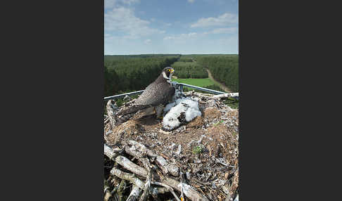 Wanderfalke (Falco peregrinus)