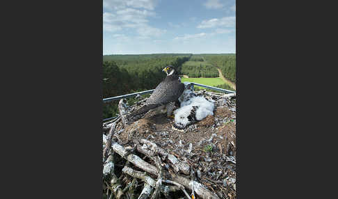 Wanderfalke (Falco peregrinus)