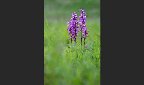 Manns-Knabenkraut (Orchis mascula)