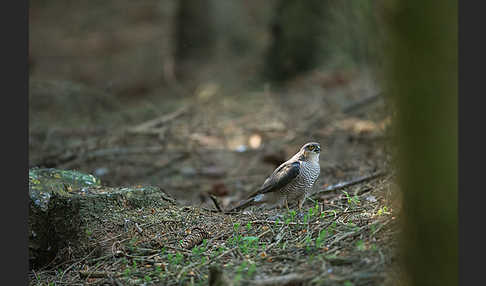 Sperber (Accipiter nisus)