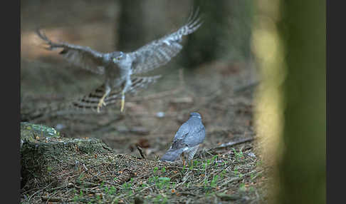 Sperber (Accipiter nisus)