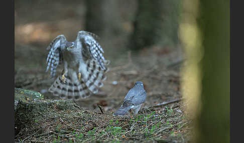 Sperber (Accipiter nisus)