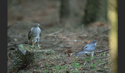 Sperber (Accipiter nisus)