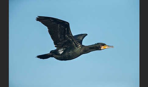 Kormoran (Phalacrocorax carbo)