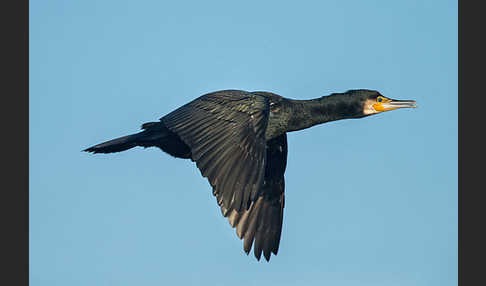 Kormoran (Phalacrocorax carbo)