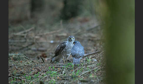 Sperber (Accipiter nisus)