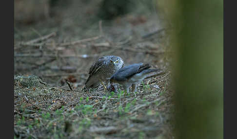 Sperber (Accipiter nisus)