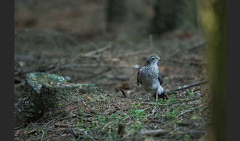 Sperber (Accipiter nisus)