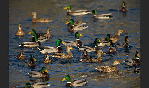 Stockente (Anas platyrhynchos)