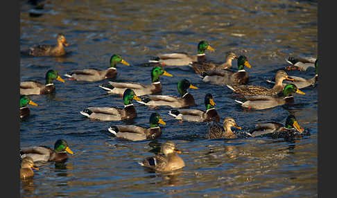 Stockente (Anas platyrhynchos)