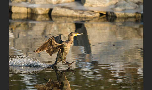 Kormoran (Phalacrocorax carbo)