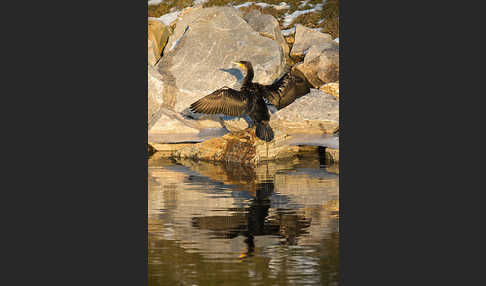 Kormoran (Phalacrocorax carbo)