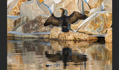 Kormoran (Phalacrocorax carbo)