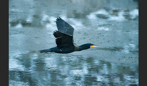 Kormoran (Phalacrocorax carbo)