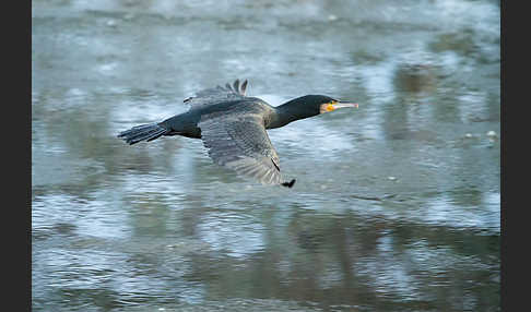 Kormoran (Phalacrocorax carbo)