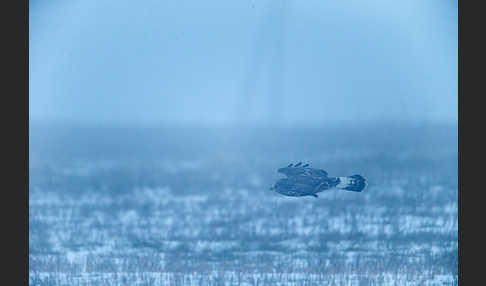 Rauhfußbussard (Buteo lagopus)