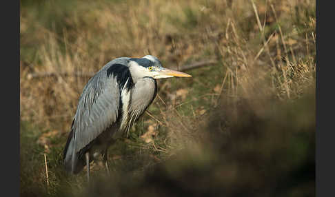 Graureiher (Ardea cinerea)