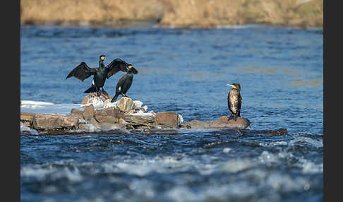 Kormoran (Phalacrocorax carbo)