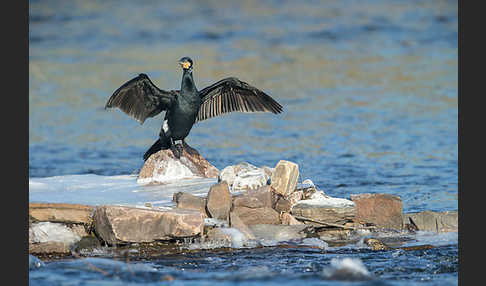 Kormoran (Phalacrocorax carbo)