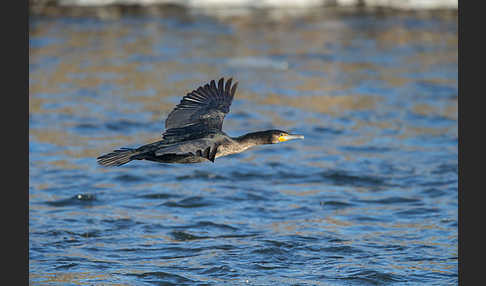 Kormoran (Phalacrocorax carbo)