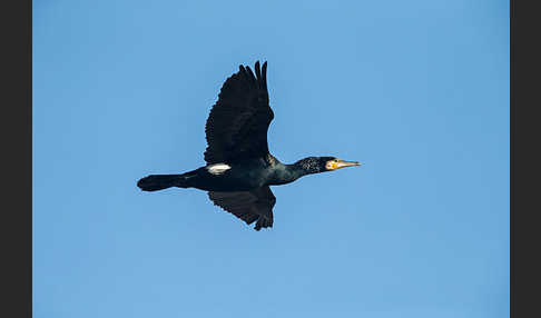 Kormoran (Phalacrocorax carbo)