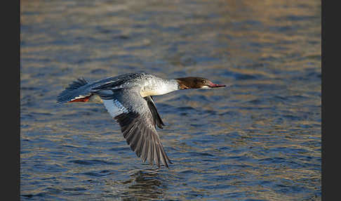 Gänsesäger (Mergus merganser)