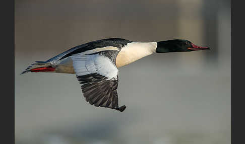 Gänsesäger (Mergus merganser)