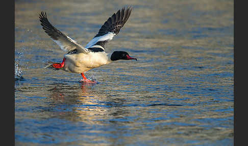 Gänsesäger (Mergus merganser)