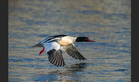 Gänsesäger (Mergus merganser)