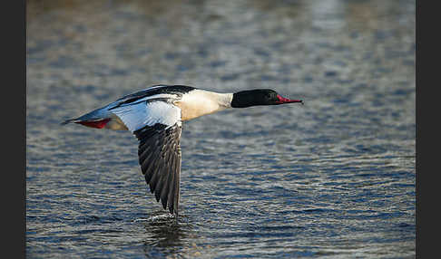 Gänsesäger (Mergus merganser)