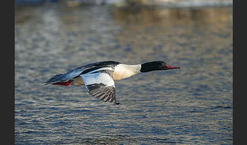 Gänsesäger (Mergus merganser)