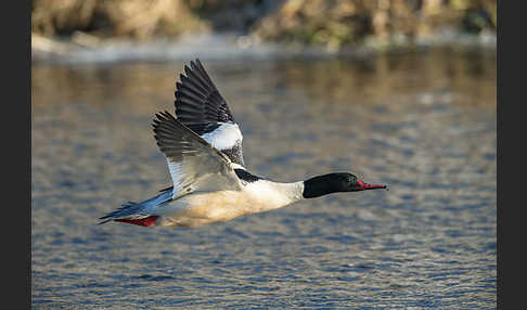 Gänsesäger (Mergus merganser)