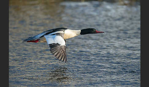 Gänsesäger (Mergus merganser)