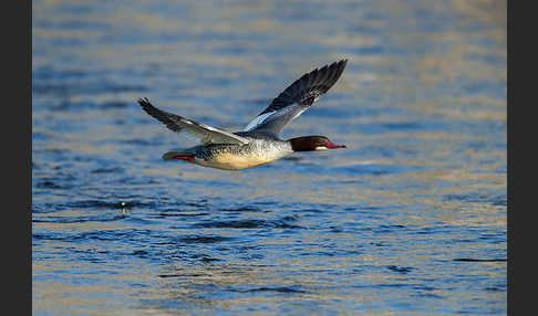 Gänsesäger (Mergus merganser)