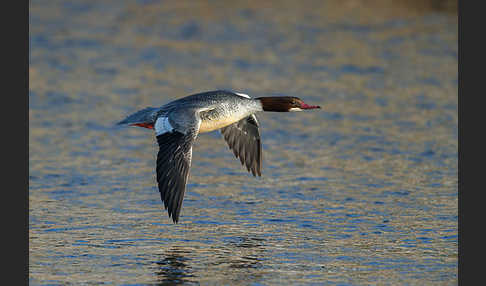 Gänsesäger (Mergus merganser)