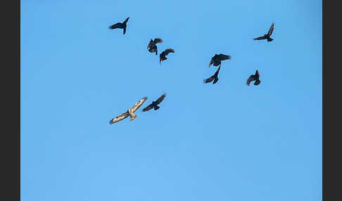 Rabenkrähe (Corvus corone corone)