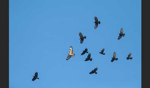 Rabenkrähe (Corvus corone corone)