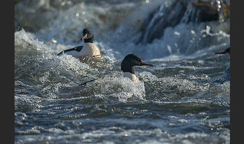 Gänsesäger (Mergus merganser)