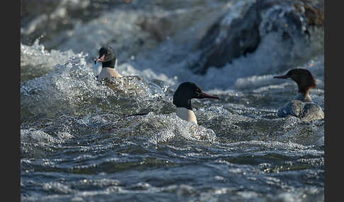 Gänsesäger (Mergus merganser)