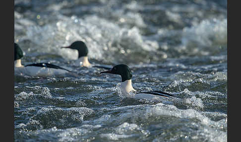 Gänsesäger (Mergus merganser)