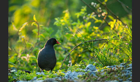 Teichralle (Gallinula chloropus)