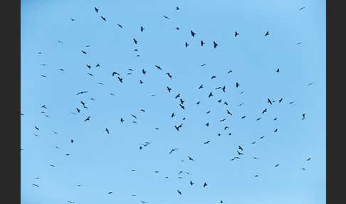 Saatkrähe (Corvus frugilegus)