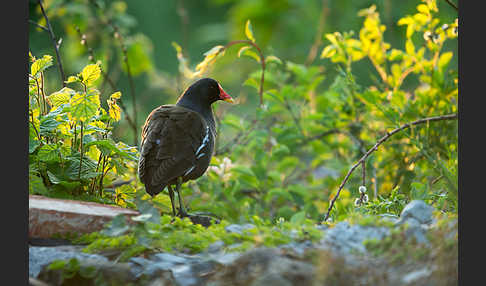 Teichralle (Gallinula chloropus)