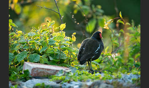 Teichralle (Gallinula chloropus)