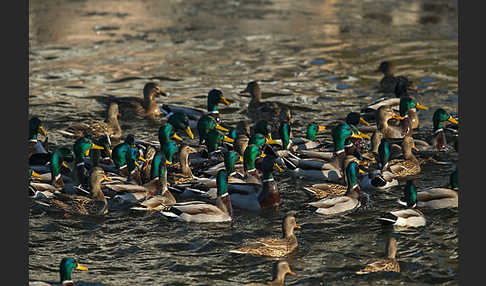 Stockente (Anas platyrhynchos)