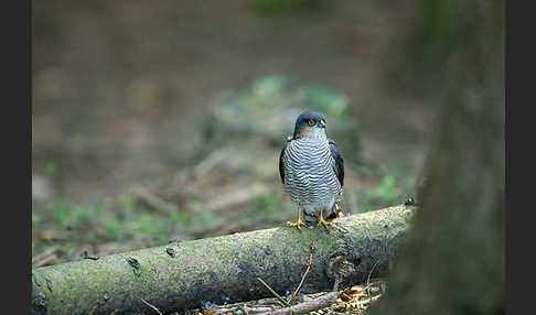 Sperber (Accipiter nisus)